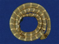 藏品(雨傘節)的圖片